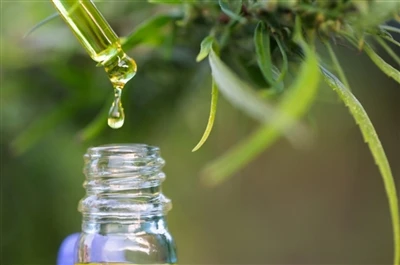 CBD proti THC: Vse, kar morate vedeti